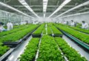 Alimentos orgánicos e transgénicos